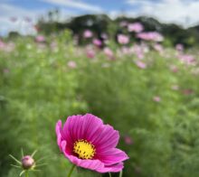 秋桜