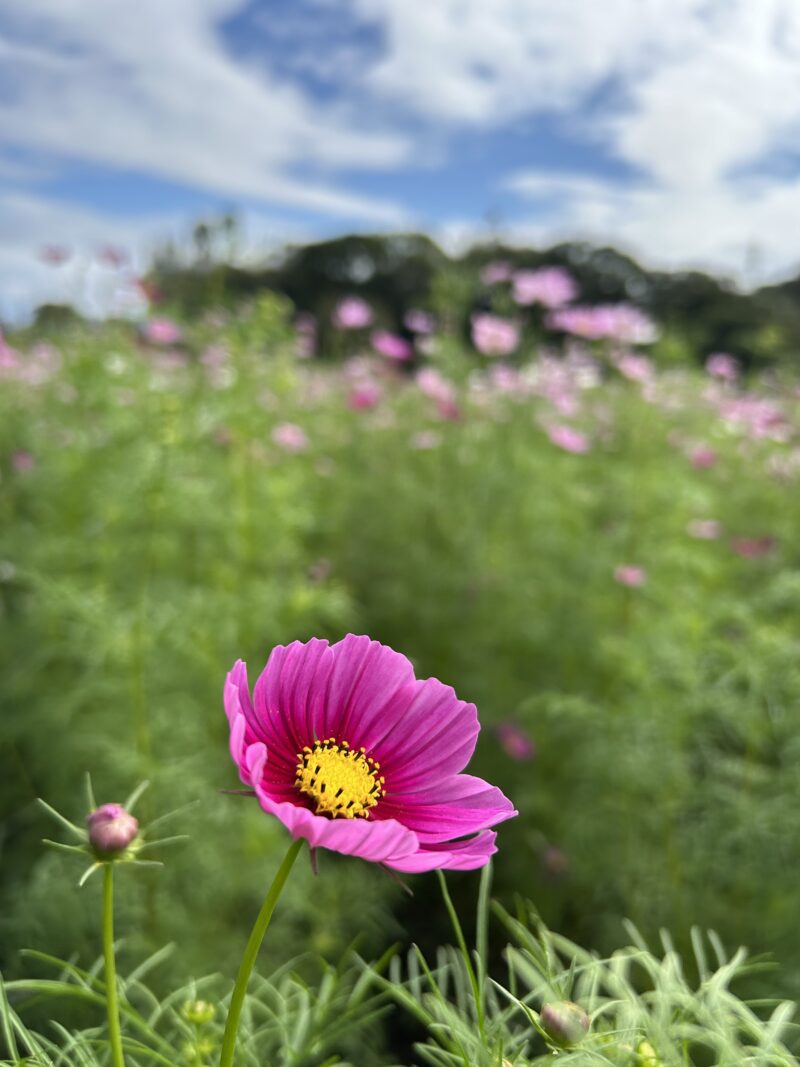 秋桜