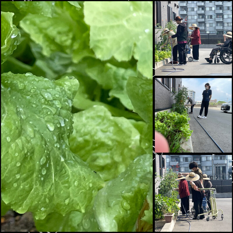 🥬お野菜🥬
