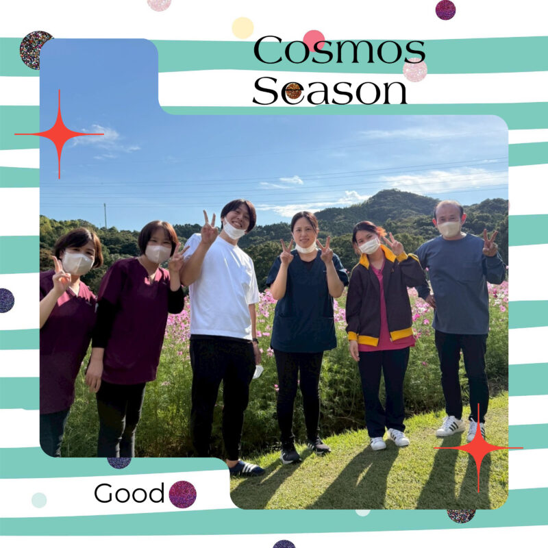 🌺コスモス3日目