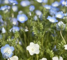 🌼4月🌼デイサービスりんどう