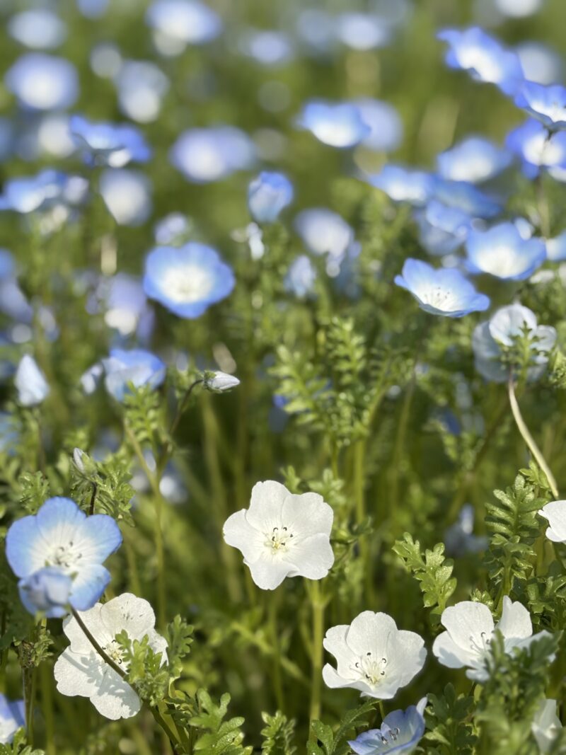 🌼4月🌼デイサービスりんどう