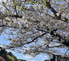 🌸桜とネモフィラ〜💠