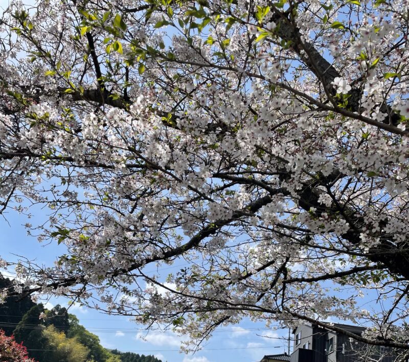 🌸桜とネモフィラ〜💠